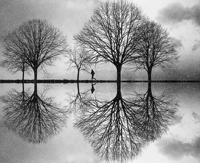 silhouette, trees, bw, reflection, water, HD wallpaper
