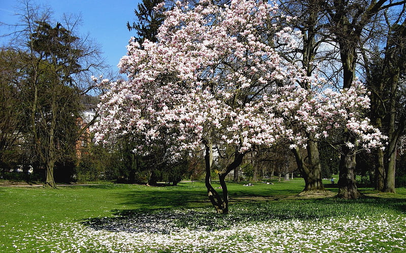 Magnolia Tree, blossoms, tree, magnolia, spring, HD wallpaper