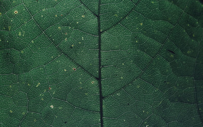 Green leaf texture, eco background, natural texture, leaves, environment,  ecology, HD wallpaper | Peakpx