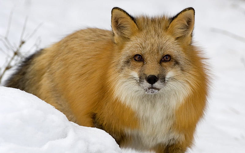 Red Fox in Snow Montana, HD wallpaper