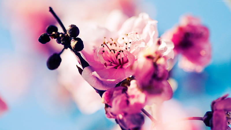 Cherry Blossom, flowers, nature, HD wallpaper