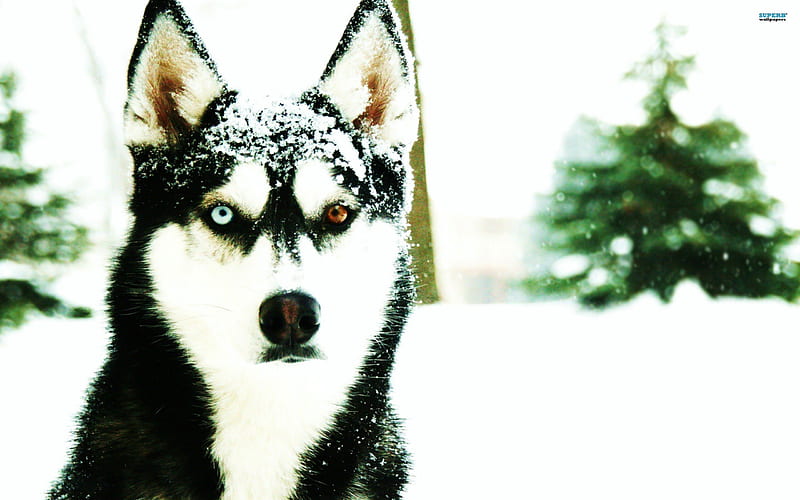 Those Beautiful Eyes, furry, Siberian Husky, black, animal, winter, pet, tree, beautiful eyes, big, snow, white, dog, HD wallpaper