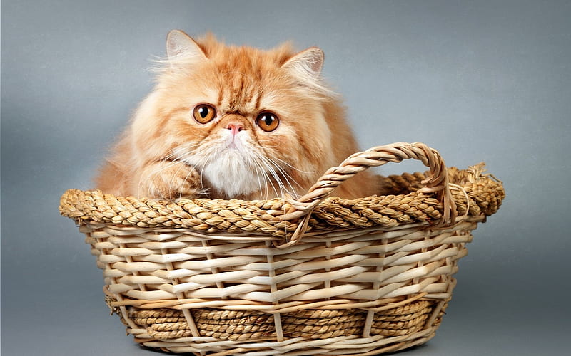 kitten, Persian cat, furry cat, basket, pets, cute animals, HD wallpaper