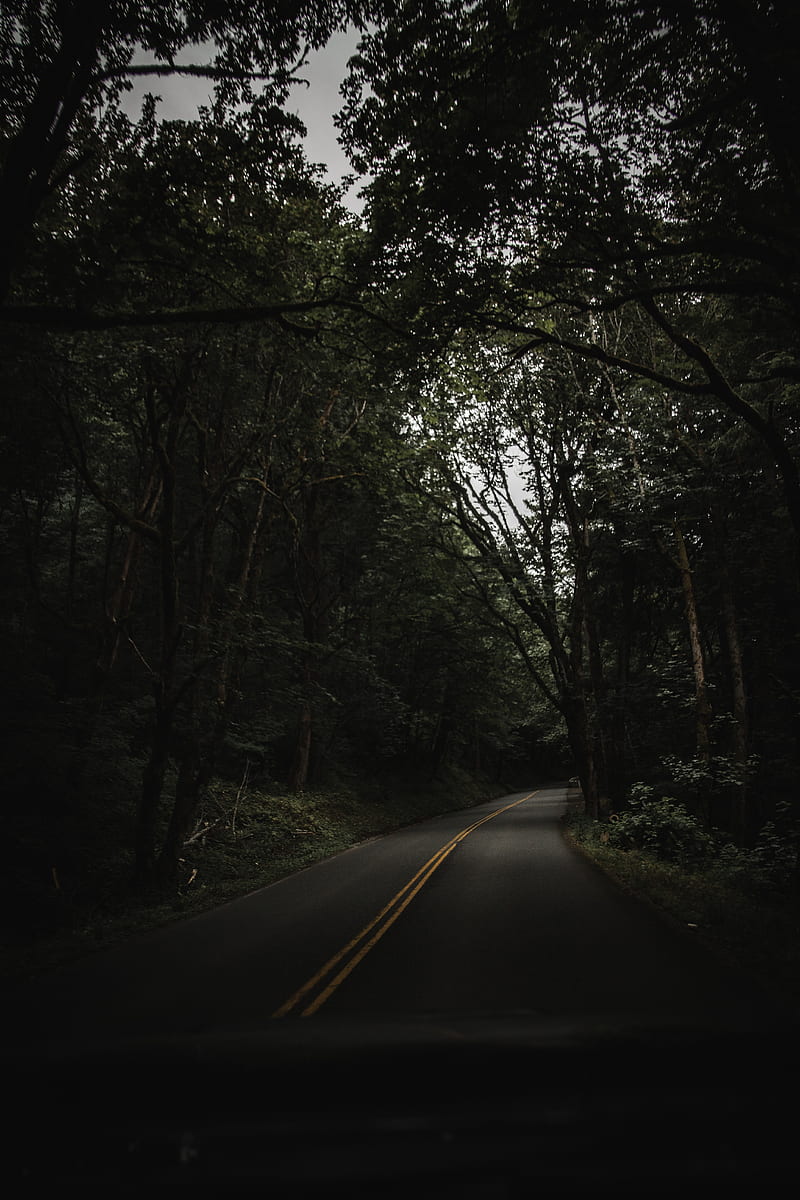 Road, trees, asphalt, turn, HD phone wallpaper | Peakpx