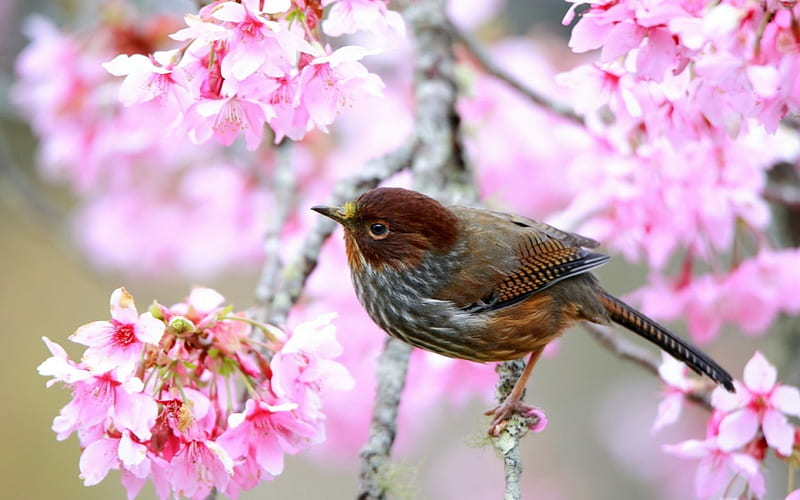 Bird, sakura, red, blossom, flower, spring, branch, cherry, HD wallpaper