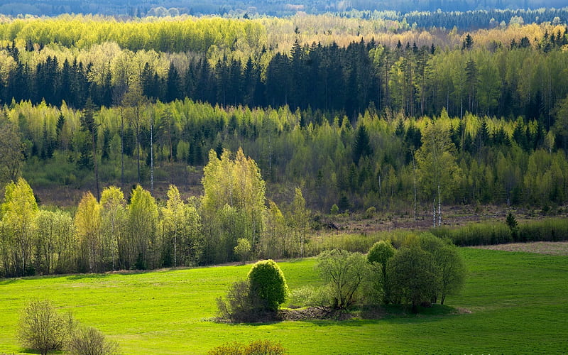 Latvian Landscape, Latvia, forest, green, landscape, HD wallpaper