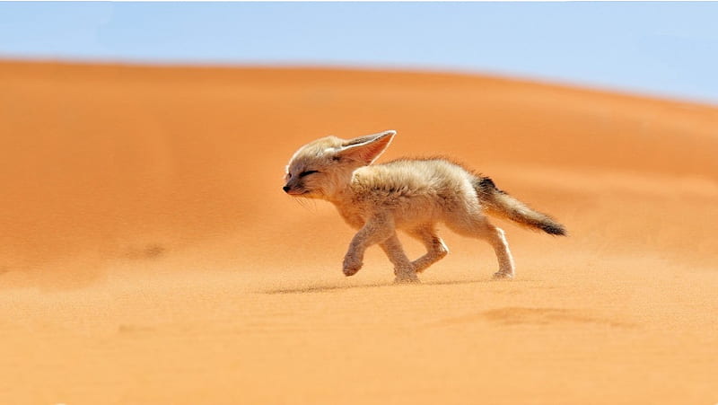 Baby Desert Fox, HD wallpaper
