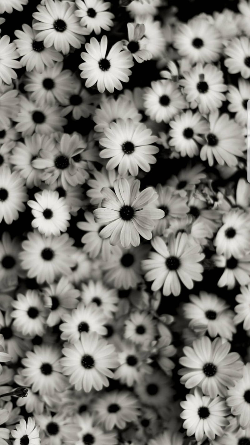 White Flower, cool, daisy, emoji, flowers, HD phone wallpaper