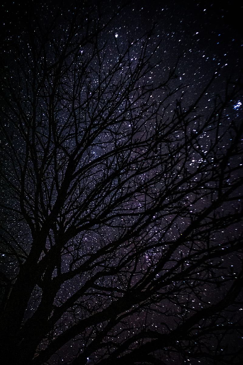 tree, starry sky, dark, night, HD phone wallpaper