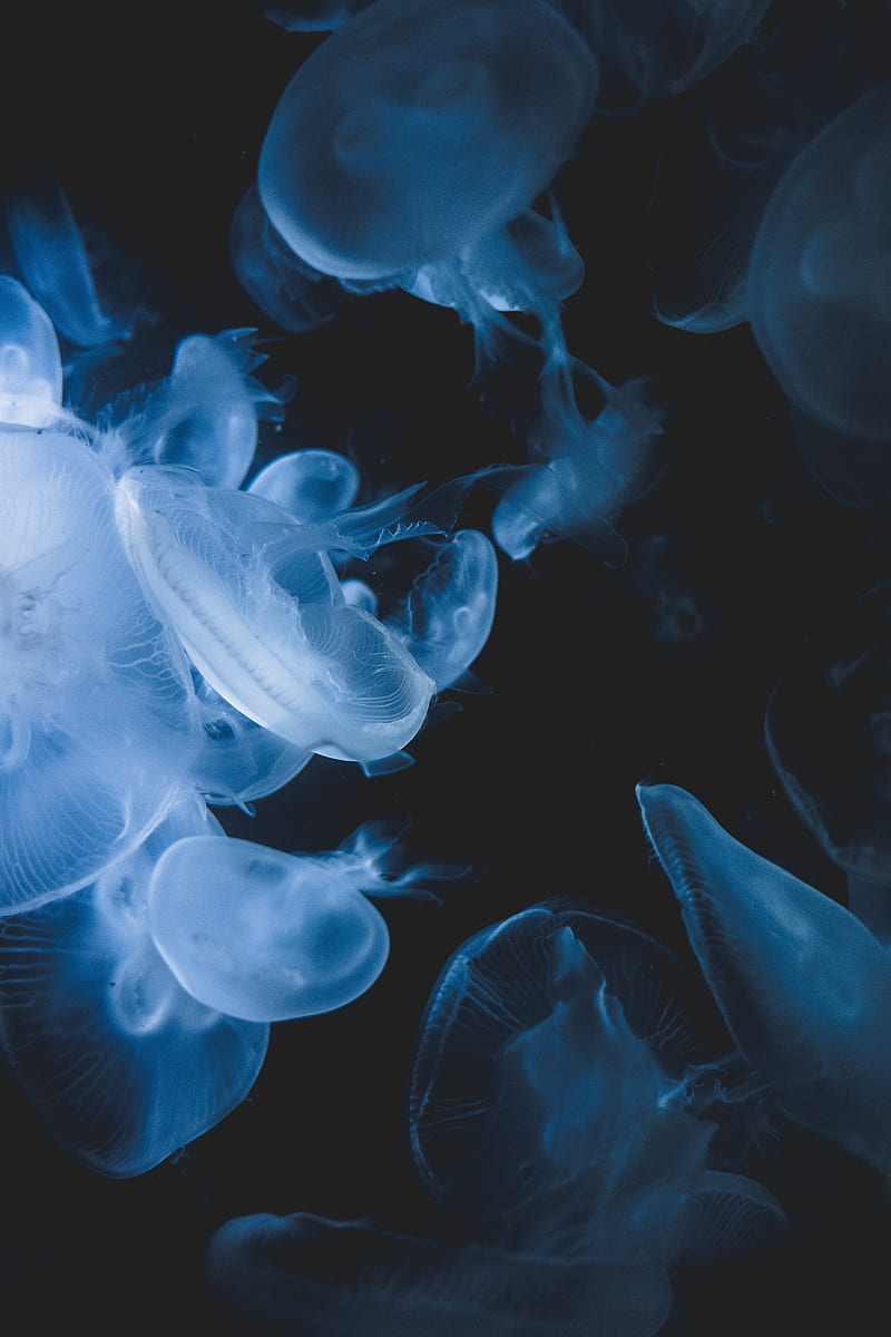 jellyfish, creatures, transparent, blue, underwater, HD phone wallpaper