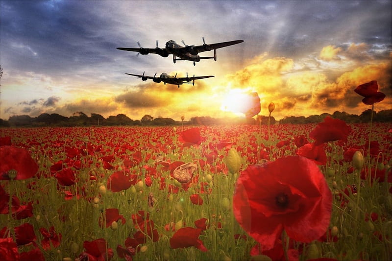 Avro Lancaster Bombers for the Battle of Britain Memorial Flight, bombers, guerra, flight, world war, poppies, memorial, sunset, armed forces, remembrance, military, HD wallpaper