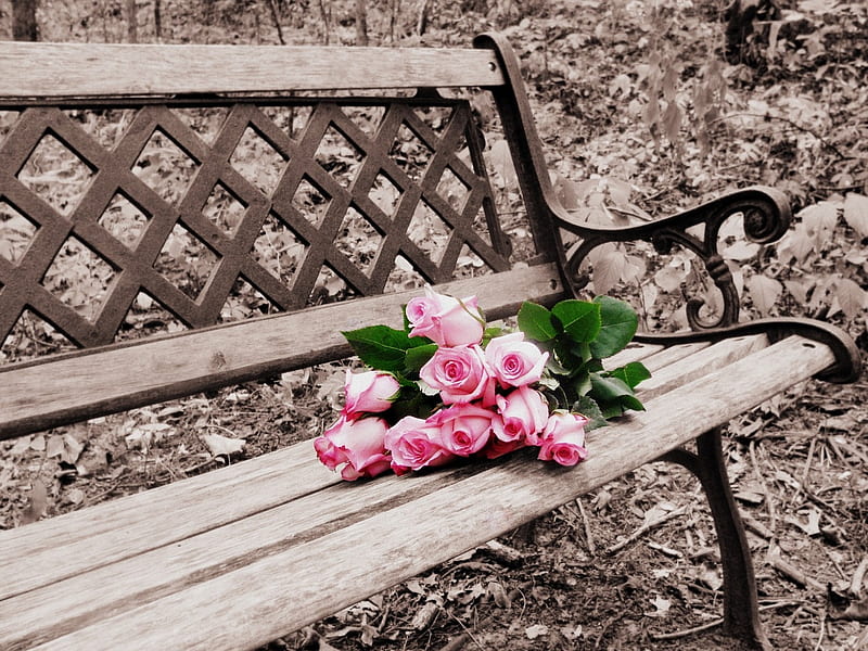 bench, roses, pink, abstract, HD wallpaper