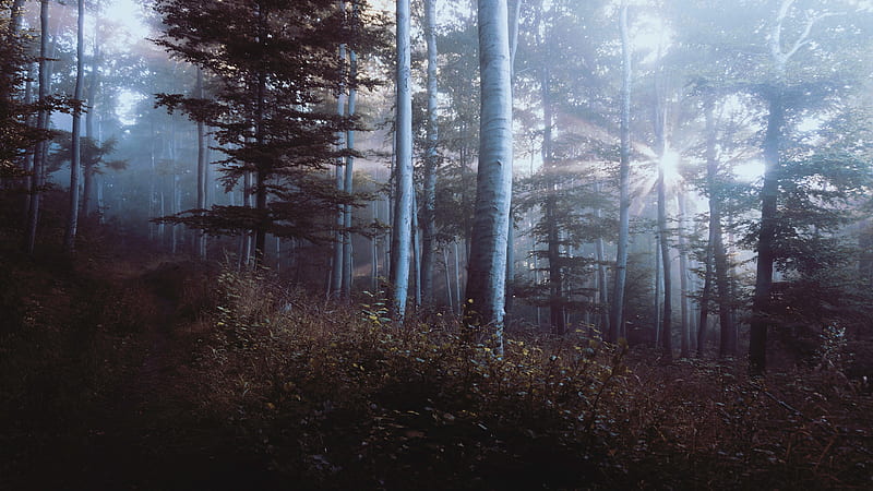 Earth, Sunbeam, Fog, Forest, Path, Pine Tree, HD wallpaper