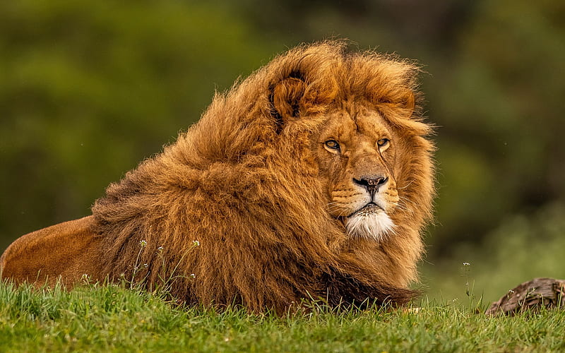 lion, bokeh, king of beasts, predators, wildlife, beast, lions, Panthera leo, HD wallpaper