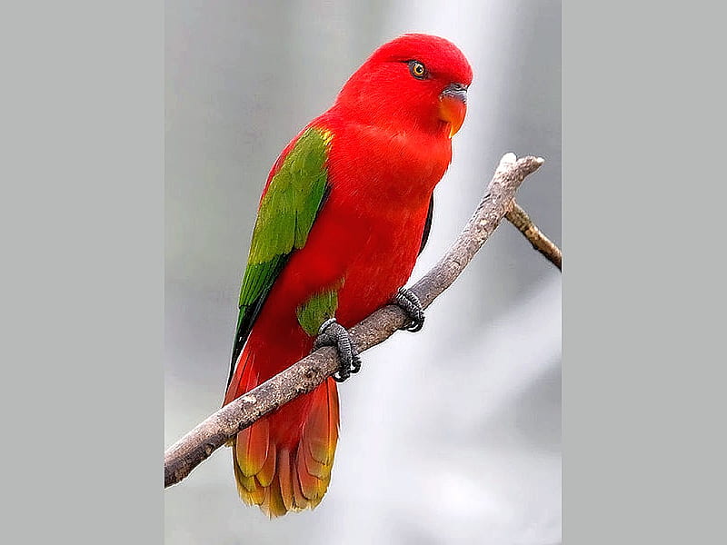 Purple-bellied Lory