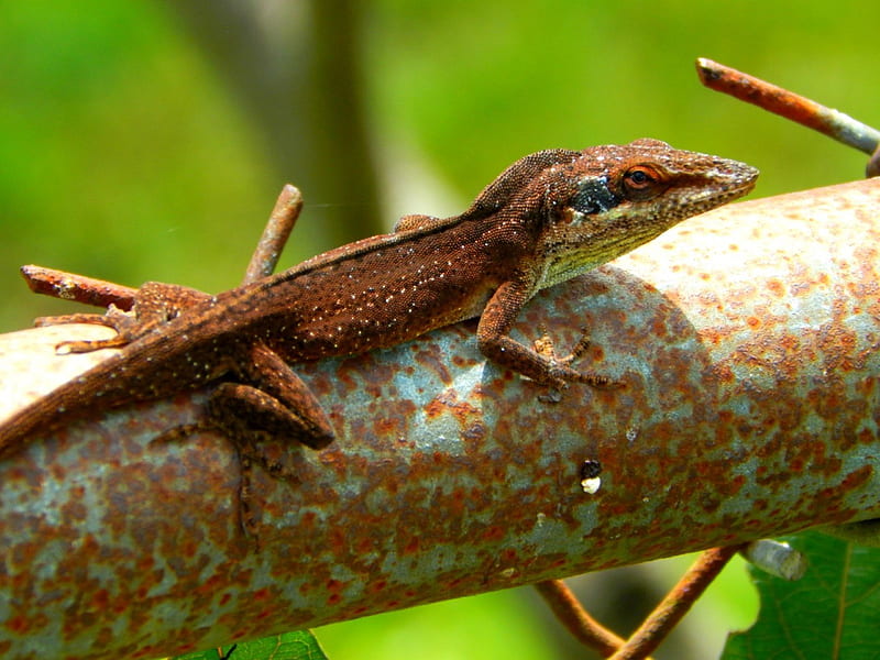 Liazrd Fight Another Liazrd Males, fence, male, fight, lizards, nature, HD wallpaper