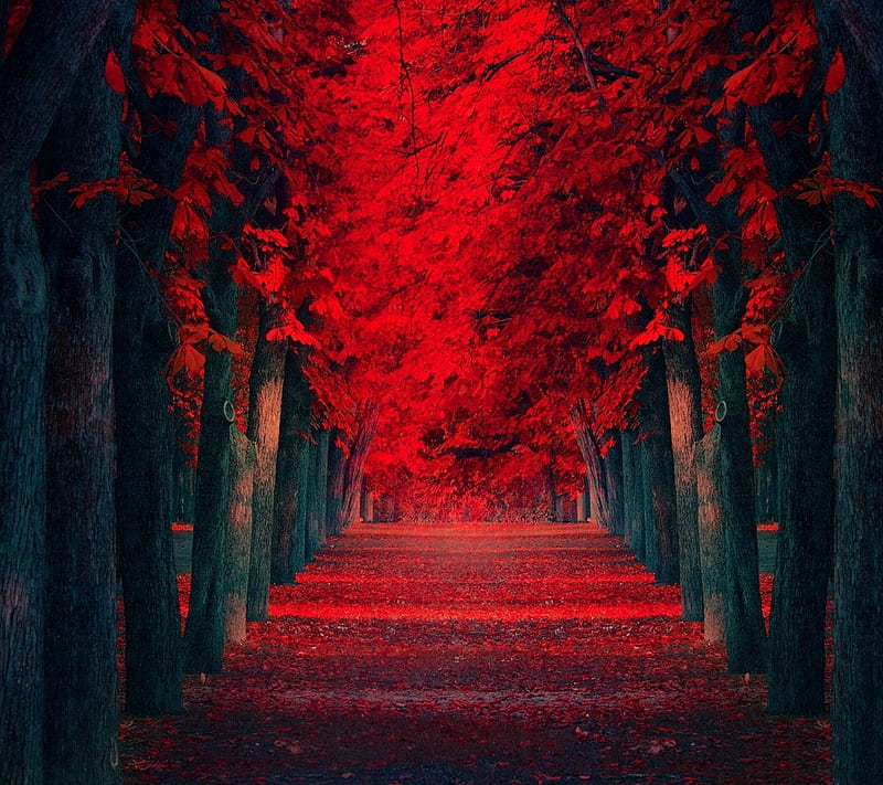 Love way, background, beauty, nature, red, romance, HD wallpaper | Peakpx