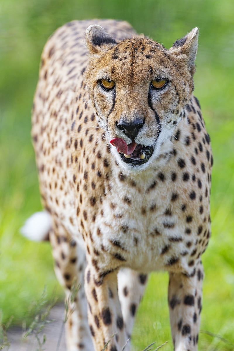 cheetah, big cat, protruding tongue, glance, predator, spots, HD phone wallpaper
