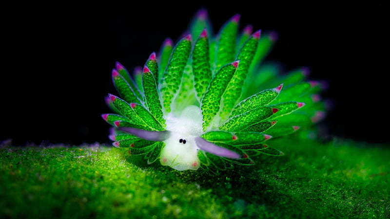 Green Nudibranch Sea Slug In Black Background Sea Slug, HD wallpaper