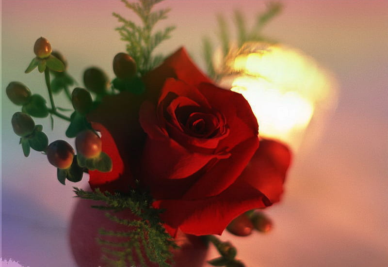 Red rose for Valentinenes´s Day, red rose, wonderful, love, passion, gift, valentin day, HD wallpaper