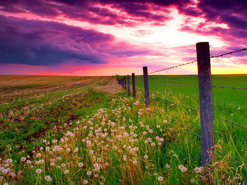 Dandelion field at sunset, fence, colorful, grass, bonito, sunset, sky, clouds, sundown, dandelion, natire, green, summer, field, meadow, HD wallpaper