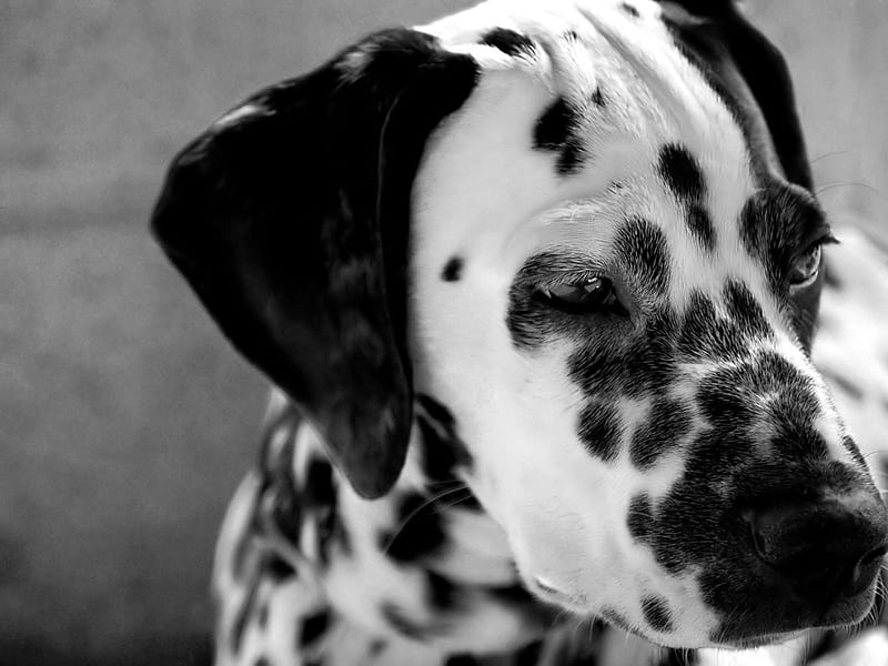 Dalmatian, cute, funny, animals, puppy, dog, HD wallpaper