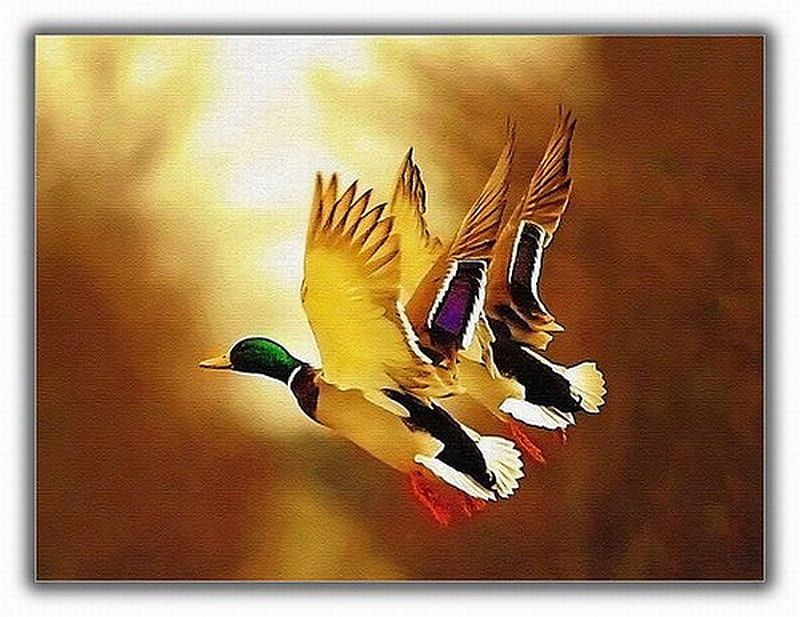 Flying Ducks, ducks, bonito, flying, HD wallpaper | Peakpx