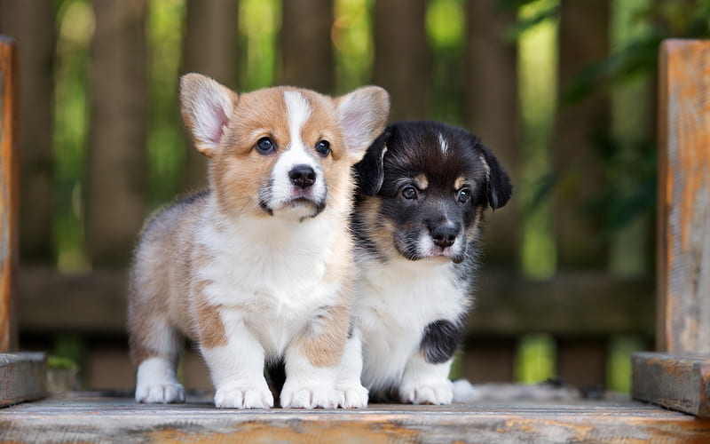 Welsh Corgi Cardigan pair of puppies, small dogs, pets, cute puppies, HD wallpaper