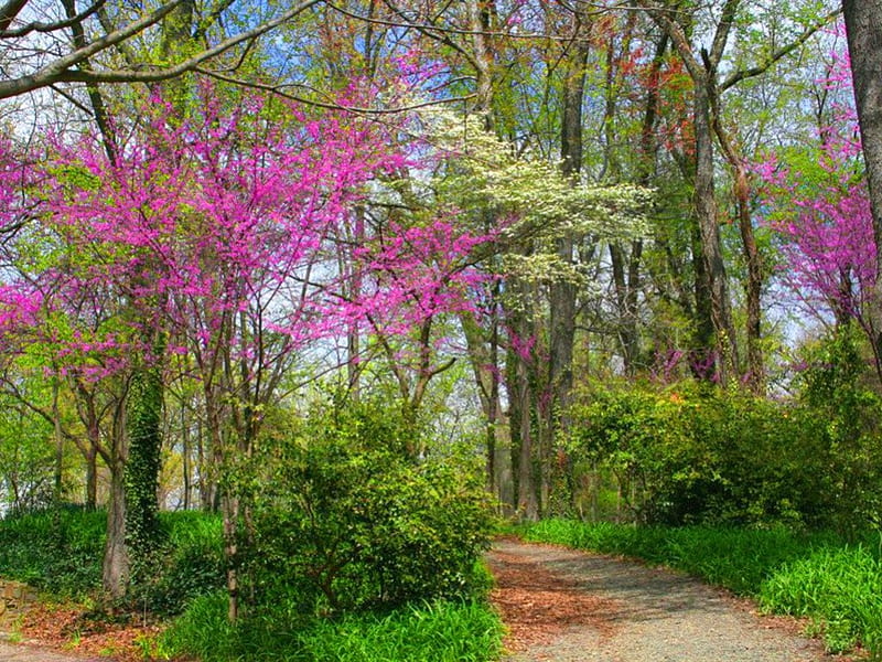 Hint of spring, green, blossoms, path, spring, trees, HD wallpaper | Peakpx