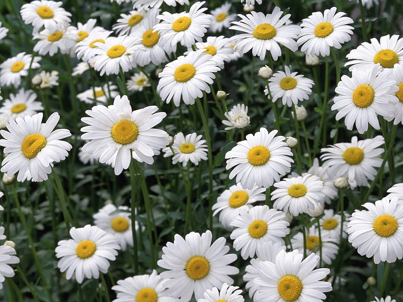 Untitled , daisies, oxeye daisies, HD wallpaper