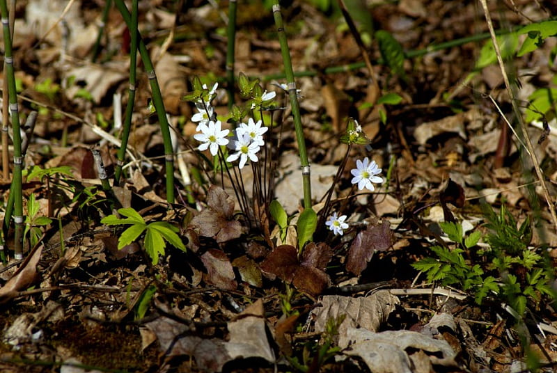 Wood Anemones, Woodland Flowers, Parfreys Glen, Spring Flowers, Wisconsin Flowers, HD wallpaper