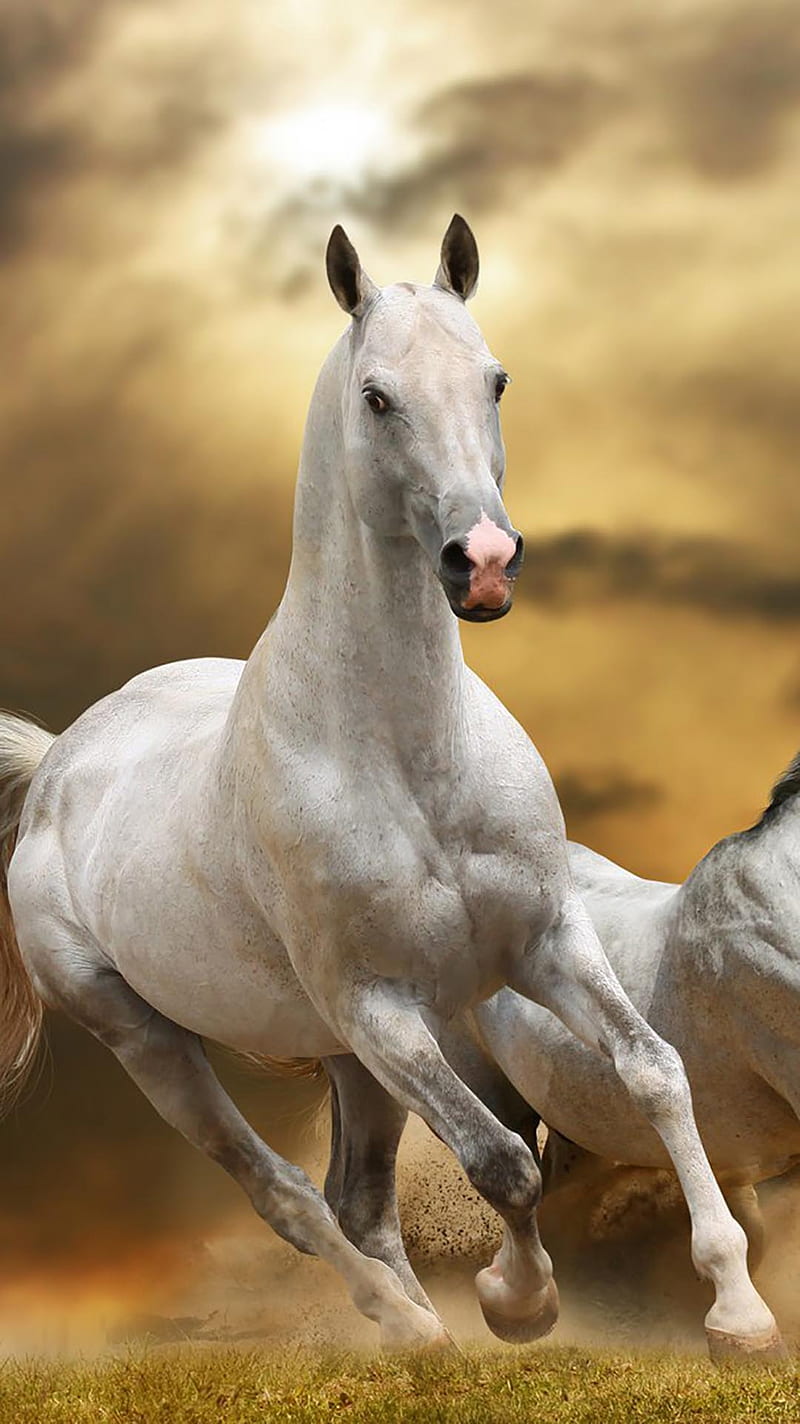 Cavallo, caballos, caballo, Fondo de pantalla de teléfono HD | Peakpx