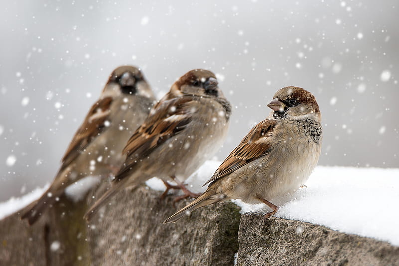 Sparrows in winter, bird, pasare, trio, snowflakes, sparrow, iarna, winter, HD wallpaper