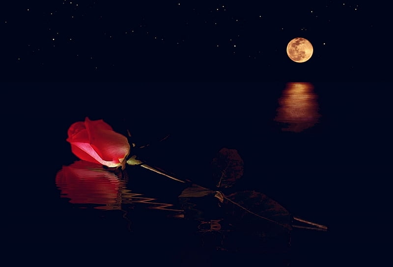 Distant Love, water, moon, rose, love, HD wallpaper