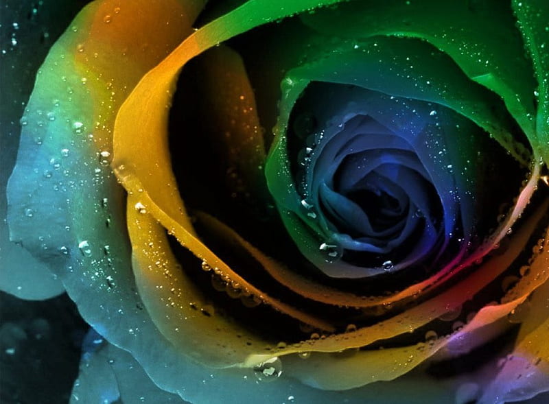 Beautiful rose, flower, nature, rose, colored, HD wallpaper | Peakpx