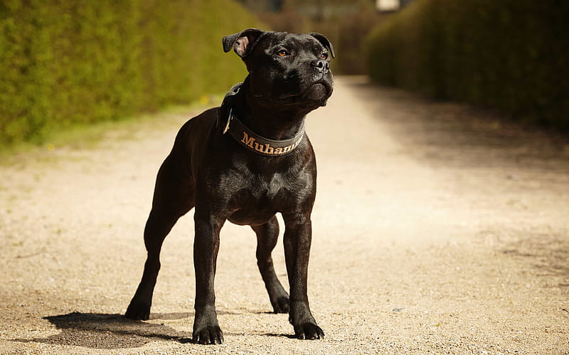 Staffordshire Bull Terrier black puppy, pets, dogs, black Bull Terrier, HD wallpaper