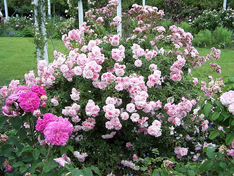 rose garden arboretum, flowers, nature, arboretum, rose garden, HD wallpaper