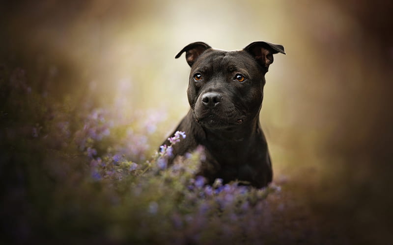 Amstaff, American Staffordshire Terrier, black dog, field, wild flowers, American dog breed, HD wallpaper