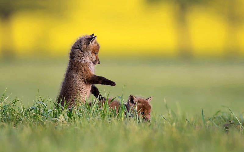 Playful Kits, playing, red foxes, grass, playtime, foxes, cubs, kits, pups, HD wallpaper