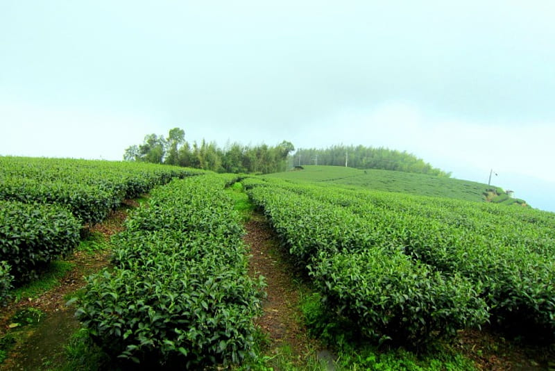 tea plantations, mountain, leaves, green, HD wallpaper