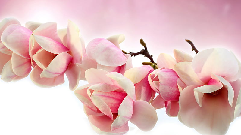 Blossom Earth Magnolia Pink Flower In Pink Background Magnolia, HD wallpaper