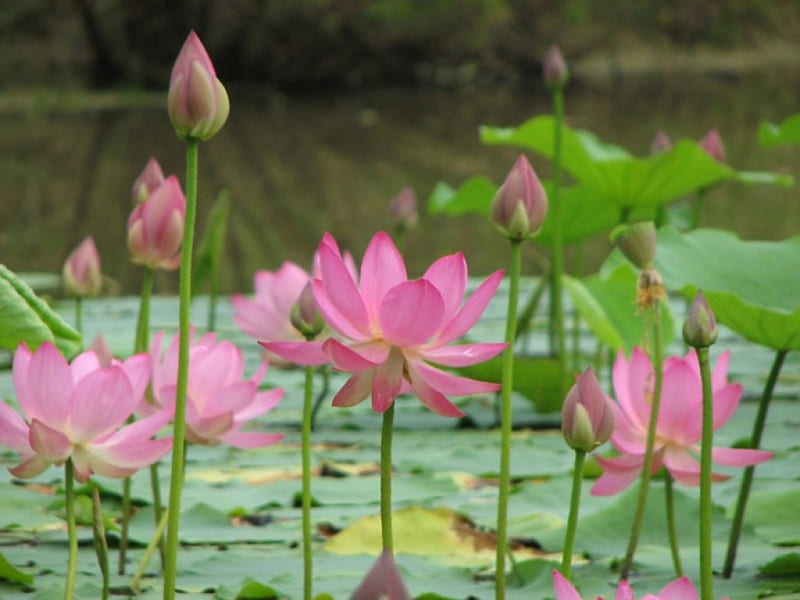 Lotus, pretty, plant, bonito, floral, sweet, lotus pond, blossom, nice, green, beauty, pink, lovely, lily pad, water lily, pond, flower, lily, nature, HD wallpaper