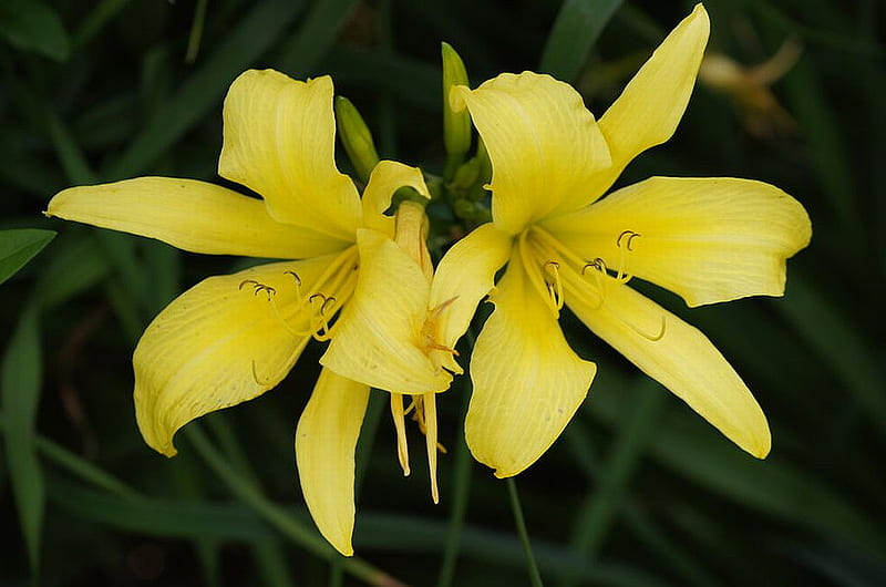 Flores dobles, flores dobles, amarillo, bonito, Fondo de pantalla HD |  Peakpx