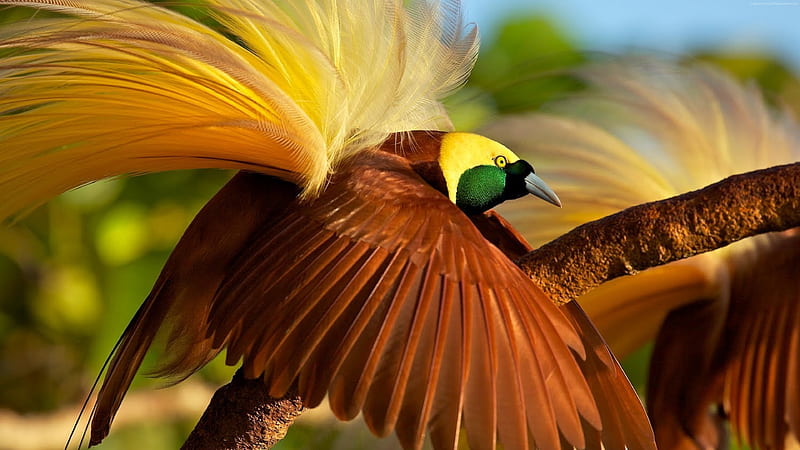 Beautiful Brown Yellow Green Yellow Bird With Open Wings Birds, HD wallpaper