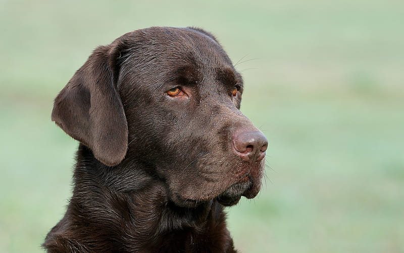 Labrador retriever, brown dog, chocolate labrador, pets, dogs, HD wallpaper