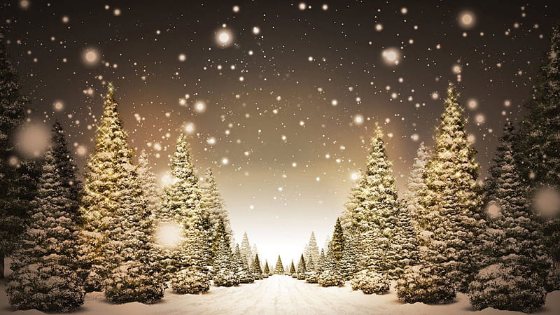 Christmas Trees With Lights Under Sky Christmas, HD wallpaper