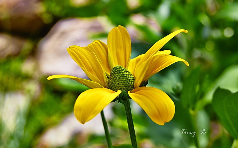 Flor amarilla, parecida a una margarita, amarilla, bonita, Fondo de  pantalla HD | Peakpx