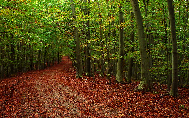 AUTUMN FOREST PATH, red, forest, autumn, colors, carpet, leaves, green, path, road, HD wallpaper