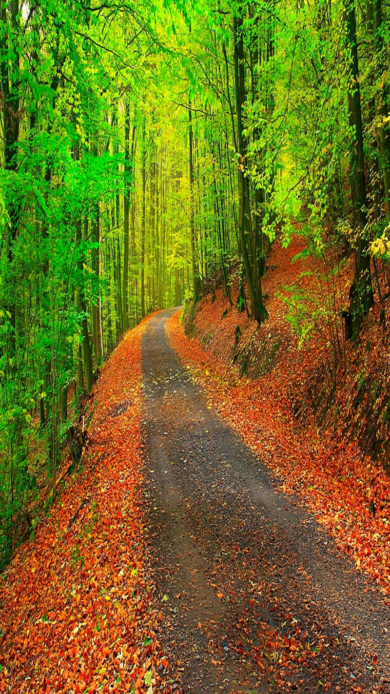 Autumn Path, fall, forest, landscape, leaves, lovely, nature, way ...