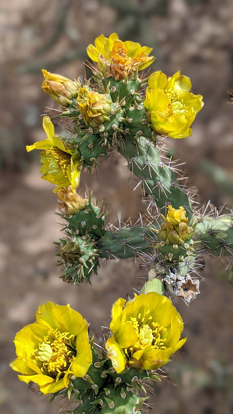 Cholla Blossom, bloom, cactus, desert, flower, nature, HD phone wallpaper